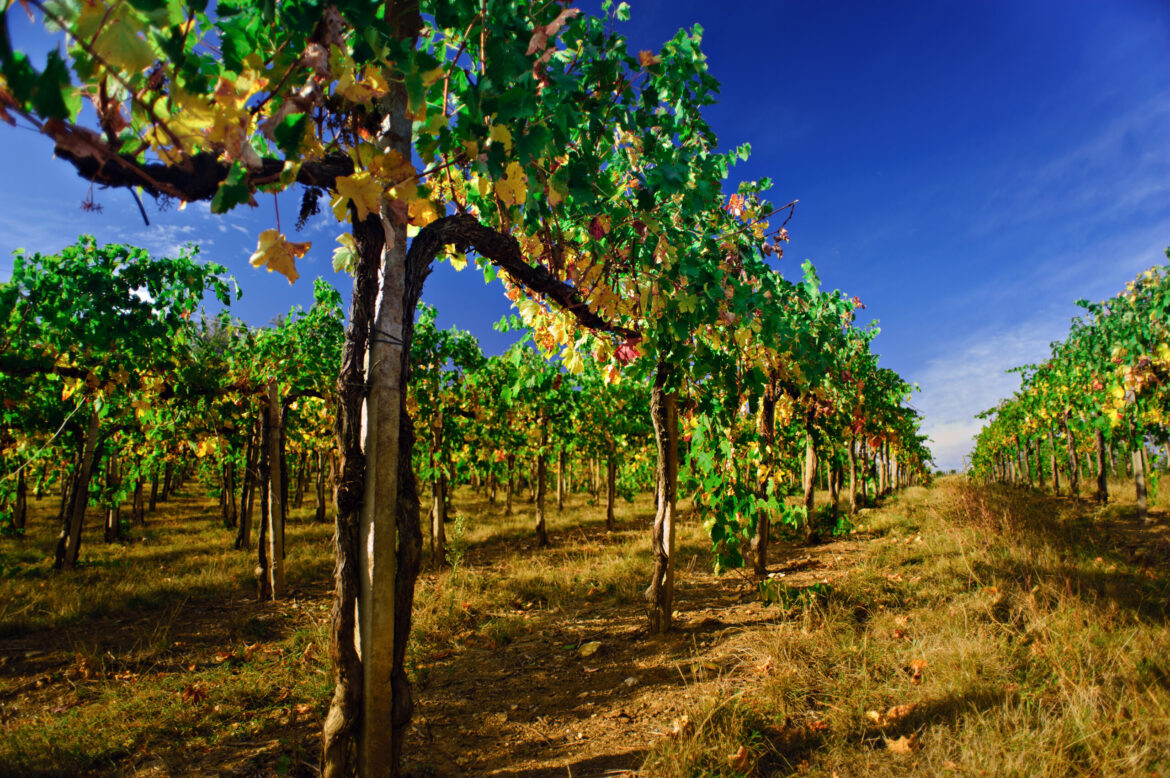 Beauty-of-vineyards-in-autumnal-colors.-Chianti-Tuscany-Italy-scaled.jpg